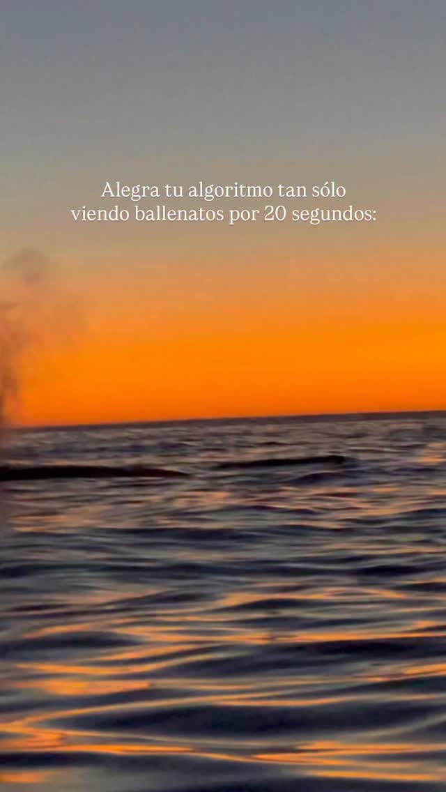 Si necesitas ese boost de contenido lindo y positivo, aquí está. 🐋⚡
Los Cabos es mucho más que un paisaje hermoso: debería ser un espacio seguro donde los ballenatos nacen, crecen, juegan, descansan y fortalecen el vínculo con sus madres.
¿También sentiste cómo este reel te alegró? Déjanos un 💙 si quieres ver más cetáceos bebés en el feed.
— ENG —
If you need that boost of cute and positive content, here it is. 🐋⚡
Los Cabos is much more than just a beautiful landscape: it should be a safe space where whale calves are born, grow, play, rest, and strengthen their bond with their mothers.
Did this reel make you happy too? Leave us a 💙 if you want to see more baby cetaceans in your feed.
-
-
-
-
-
ballenas jorobadas, avistamiento responsable, los cabos, baja california sur, temporada de ballenas, vida marina, conservación oceánica, proyecto cetáceo, cantos de ballena, breaching, aletas de ballena, naturaleza salvaje, encuentros marinos, migración, océano pacífico, avistamiento de ballenas