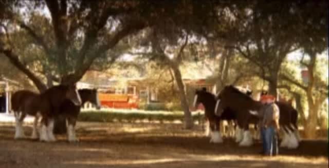 POV: it’s the year of the Fire Horse and you decide to unleash the beast in you. 💥
Resolution: go all in. 💪
🎥 @budweiserusa
#yearofthehorse #firehorse #horsebud #clydesdale #budweiser