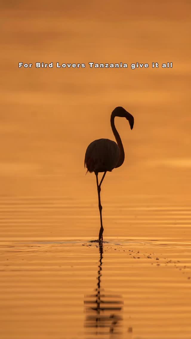Bird Lovers, Tanzania Has It All
From vibrant kingfishers and colorful bee-eaters to soaring raptors and rare endemic species, Tanzania stands among Africa’s top birding destinations.
Home to over 1,100 bird species, Tanzania’s savannahs, wetlands, forests, and soda lakes turn every safari into a birdwatching experience — whether you are a dedicated birder or a curious nature lover.
Different ecosystems.
Different seasons.
Endless sightings.
With Gnade Safaris, birding is not an add-on — it is seamlessly woven into every journey.
Plan your Tanzania birding safari with Gnade Safaris.
info@gnadesafaris.com
Whatsapp +255793832959
#BirdLovers #TanzaniaBirding #BirdWatchingAfrica #GnadeSafaris #AfricanBirds #SafariBeyondBigFive