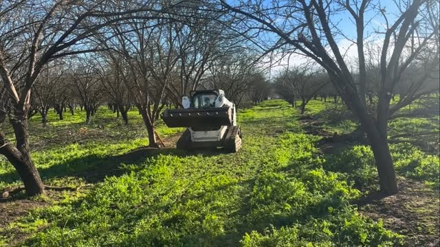 Cabral pushing trees over for our future home site. #chico #bergstromconcretedesigns #hardworkingwoman