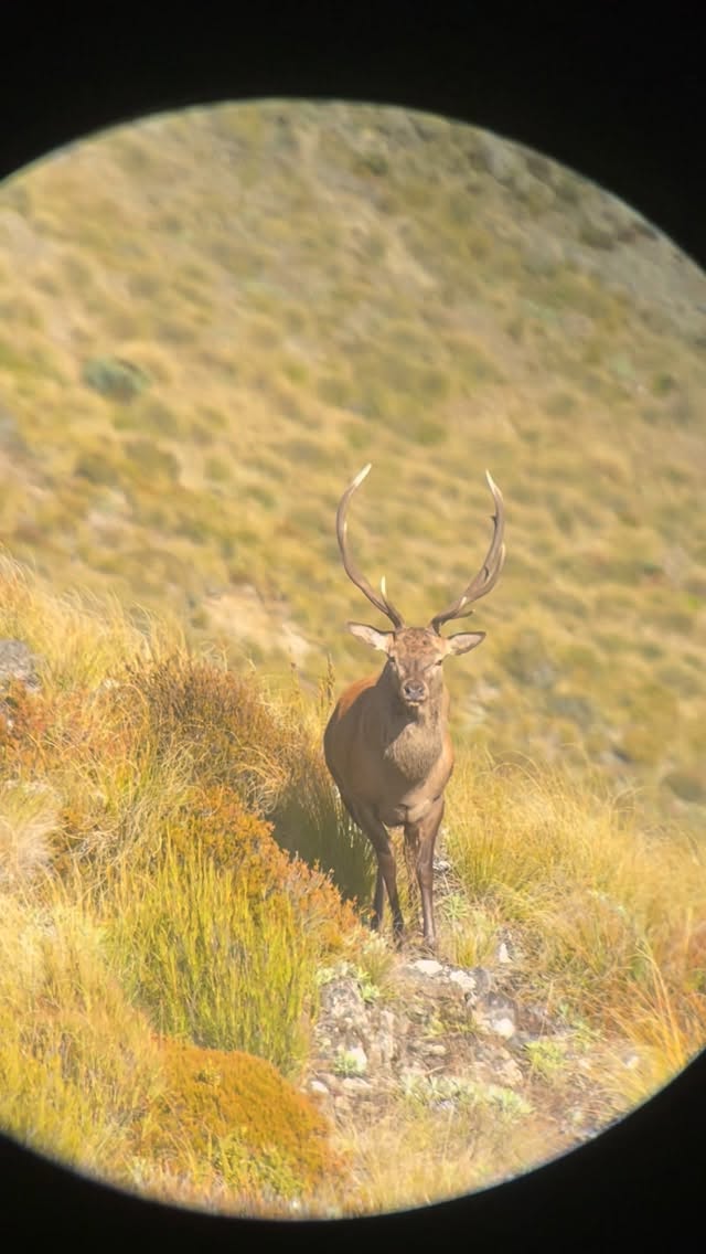 Cull stag checking us out last roar #huntingseason #southislandhuntingnz #freerangemeat #hunting #stag