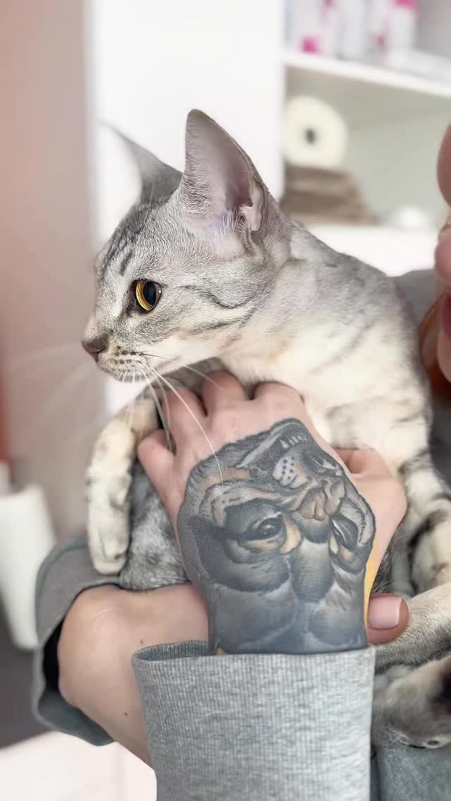 Wir wurden schon öfter gefragt, warum wir eigentlich so lange Mittagspause machen. Was viele nicht wissen ist, dass Mittags alles andere als Ruhe bei uns herrscht. Während unsere Tierärztin Lena in dieser Zeit einen tierärztlichen Hausbesuch gemacht hat, hat der Rest im OP rotiert. Heute zugegebenermaßen sehr katzenlastig, oft aber auch durchmixt mit Hunden, Heimtieren und Exoten. Wie man sieht haben wir also auch zur Mittagszeit niemals Langeweile ;)