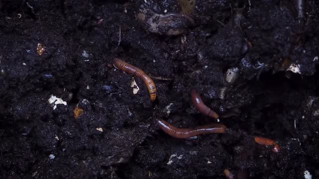 Wiggle, aerate, repeat!
Ever wonder why worms matter? 🪱
They loosen compacted soil, turn waste into fertiliser, and help plants thrive.
Worms don’t just live in soil...they build it!
How healthy is your soil? Find out at www.safesoil.co.uk
#earthworms #healthysoil #soilhealth
