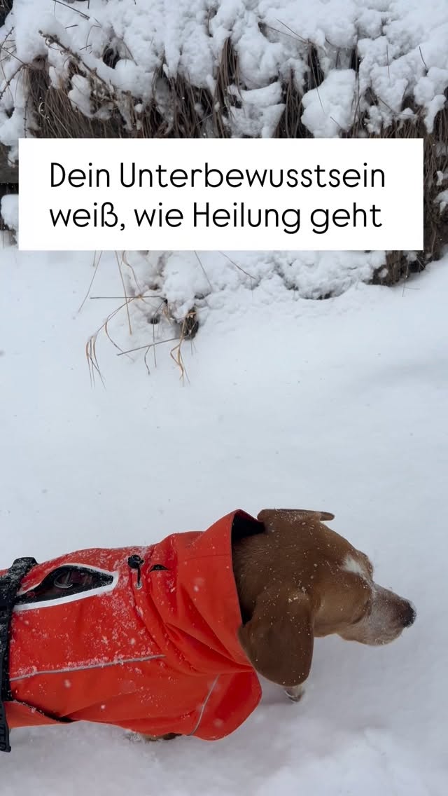 Viele Menschen glauben, sie müssten erst alles verstehen, analysieren oder „richtig machen“, um heilen zu können.
Doch genau das ist oft der Punkt, an dem Heilung stockt.
Dein Unterbewusstsein arbeitet längst für dich.
Es kennt die Ursachen deiner Symptome, schützt dich und steuert unzählige Prozesse, die deinem bewussten Denken nicht zugänglich sind.
Hypnotische Arbeit setzt dort an,
wo Kontrolle, Druck und Funktionieren nicht mehr weiterhelfen.
Nicht durch Anstrengung – sondern durch Sicherheit.
Wenn dein Nervensystem zur Ruhe kommt,
wird Veränderung möglich.
🌿 In der kostenfreien Autoimmunen Sprechstunde spreche ich darüber,
wie chronische Symptome entstehen,
welche Rolle dein Unterbewusstsein spielt
und wie Selbstheilung wirklich funktioniert.
📅 8. Februar
👉 Link in Bio oder kommentiere mit: „Sprechstunde“
#multiplesklerose #chronischkrank #selbstheilung #winter #familienurlaub