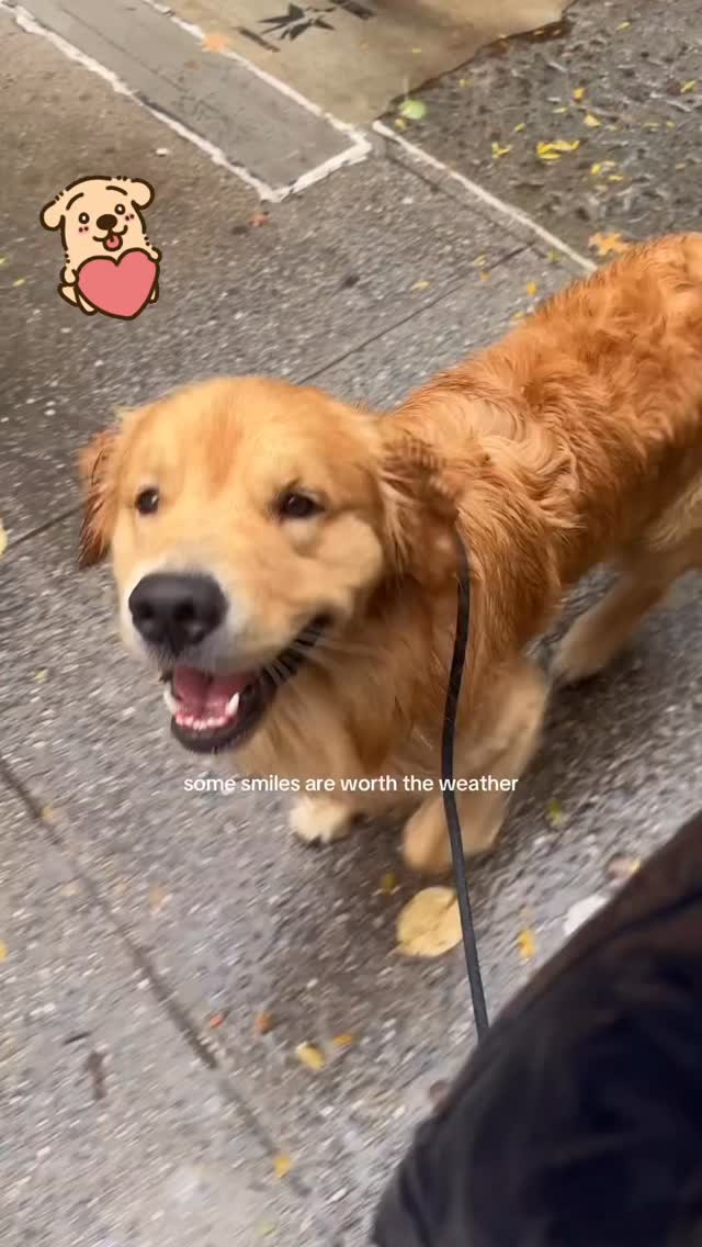 Quel sorriso vale tutto 🐶💙
Prendersi cura della loro salute è il modo più bello per proteggerlo, ogni giorno.
🎥 Video di @bunkerthatgolden ✨
#ArkadiaVetClinic #CuraCheAma #PrevenzioneVeterinaria #CaniFelici #petcare