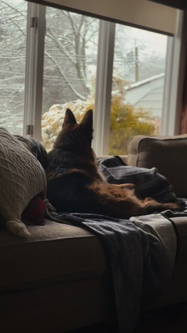 #wintervibes #dogsofinstagram #gsd #gsdofinstagram #germanshepherd