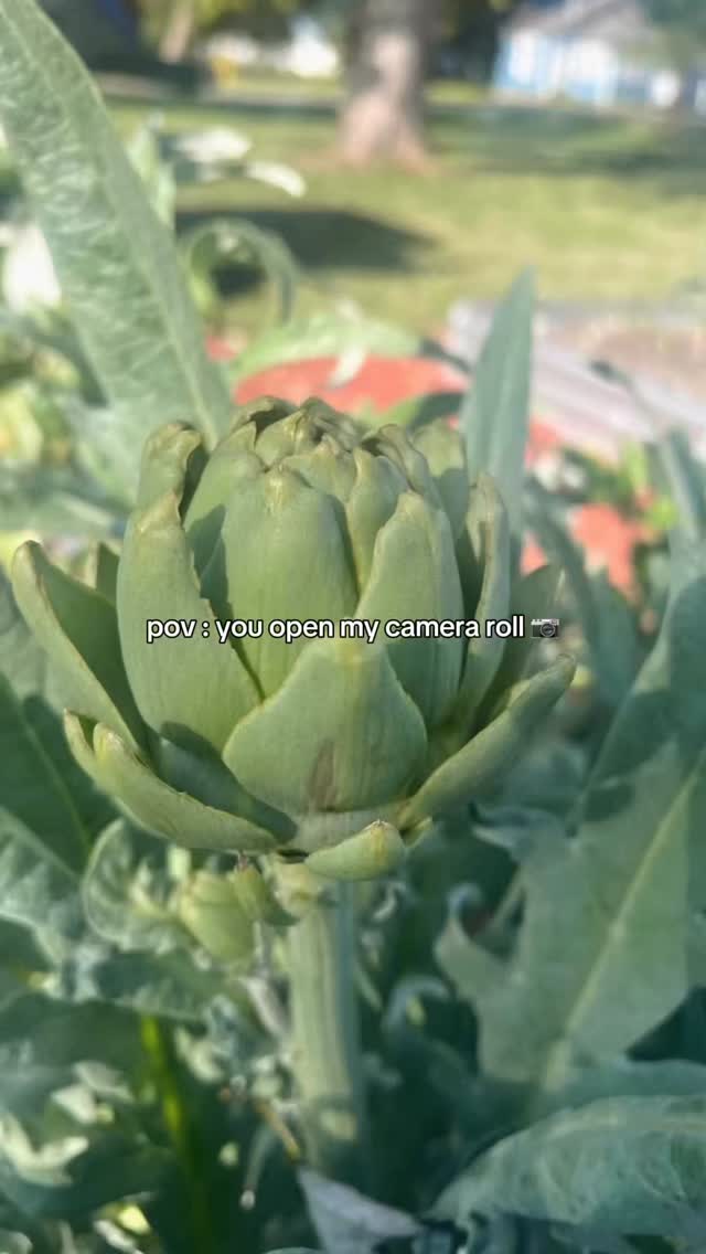 When your camera roll is mostly produce and garden pictures. 😂😂😂