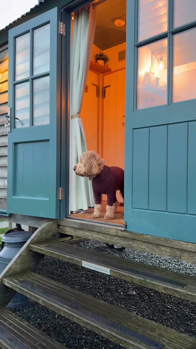 Number 23 is my 2026 goal 👇🏻
1. Walk every day, without making it a military operation.
2. Train for real life, not perfect obedience.
3. Let your dog sniff like it’s their version of scrolling TikTok.
4. Stop apologising for leaving places that aren’t dog-friendly.
5. Choose routines that calm your dog, not just tire them out.
6. Learn your dog’s body language like it’s a second language.
7. Make recall a relationship, not a negotiation.
8. Carry high-value treats like you carry lip balm - always.
9. Take the pressure off “good walks” some days it’s just fresh air and vibes.
10. Stop comparing your dog to other dogs, they’re not behind.
11. Romanticise your mornings: tea, lead on, little trot to nowhere special.
12. Do the boring stuff first (nails, brushing, ears) so life stays easy.
13. Teach “place” and watch your house feel peaceful again.
14. Get the harness that actually fits.
15. Make enrichment a habit, not an emergency fix.
16. Let rest count as care, for you and them.
17. Have a “mud station” and stop letting the weather win.
18. Pack the car like a dog parent pro: towel, water, wipes, treats, spare lead.
19. Take more photos of the real days, not just the pretty ones.
20. Choose dog-friendly places that feel like joy, not stress.
21. Start saying “no” to off-lead dogs with main character confidence.
22. Swap one scroll for one slow cuddle. It changes the whole day.
23. Stop feeling guilty for needing a break, good owners rest too.
24. Book the groom before they turn into a fluffy kitchen mop.
25. Build confidence slowly, your dog doesn’t need “brave”, they need “safe”.
26. Set standards, not goals: calm arrivals, kind boundaries, consistent routines.
27. Make “leave it” a lifestyle. (Your dog’s stomach will thank you.)
28. Let friendships evolve, some people won’t get your dog life, and that’s fine.
29. Spend money on the things that reduce stress: training support, good gear, prevention.
30. Tell your dog you love them out loud. Every day. No shame. 🤎