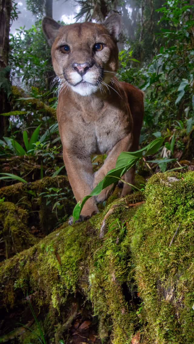 WCIP x Ark Expeditions | Wild Cat Research Expedition
From October 17–26, we’re leading a small-group Wild Cat Research Expedition through Monteverde and Guanacaste, Costa Rica. With just 10 participants, this immersive experience blends real fieldwork with expert guidance.
Expect wildlife tours, in-depth talks and workshops, and hands-on, in-the-field training focused on wild cat ecology and modern camera-trapping techniques. Learn how research is designed, how camera traps are deployed and maintained, and how the data contributes to real conservation outcomes.
This is not tourism—it’s participation in active research.
Interested in joining us in the field?
Comment “RESEARCH” for a direct message with more informationℹ️
#research #expedition #costarica