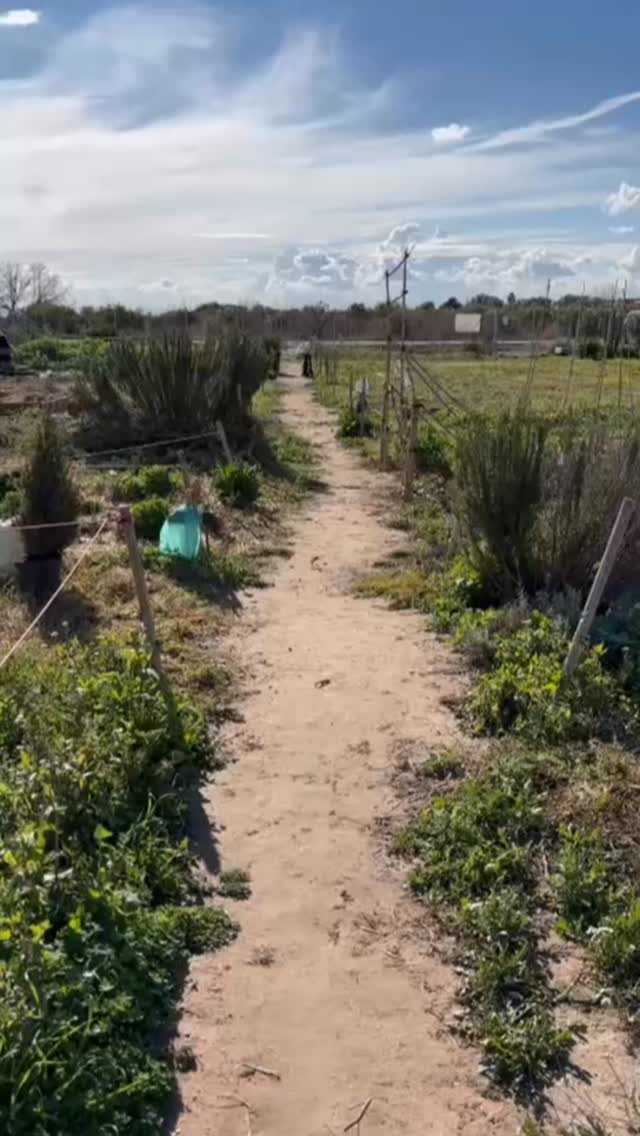 Un domingo cualquiera en la Terreta!!! 🥬🍆🫛🥒🍅#huertourbano #agroecologico #sostenibilidad♻️ #huerto