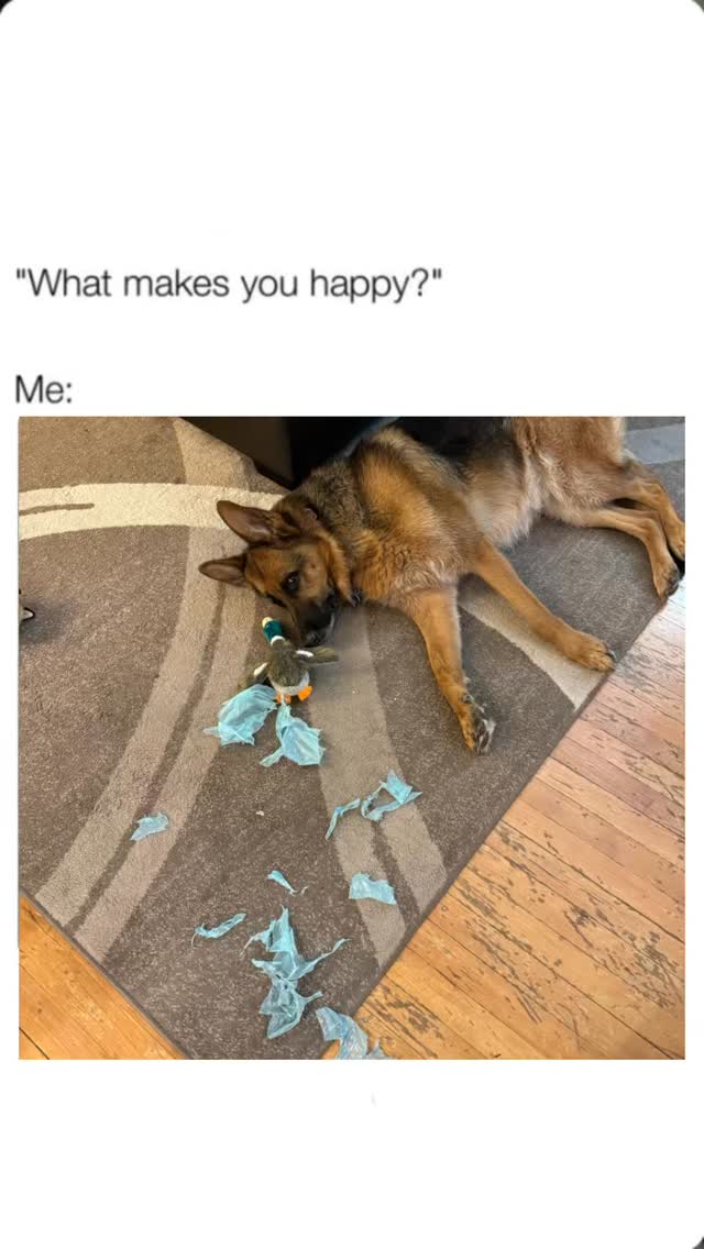 #tempertantrum #gsd #dogsofinstagram #gsdrules #dogs