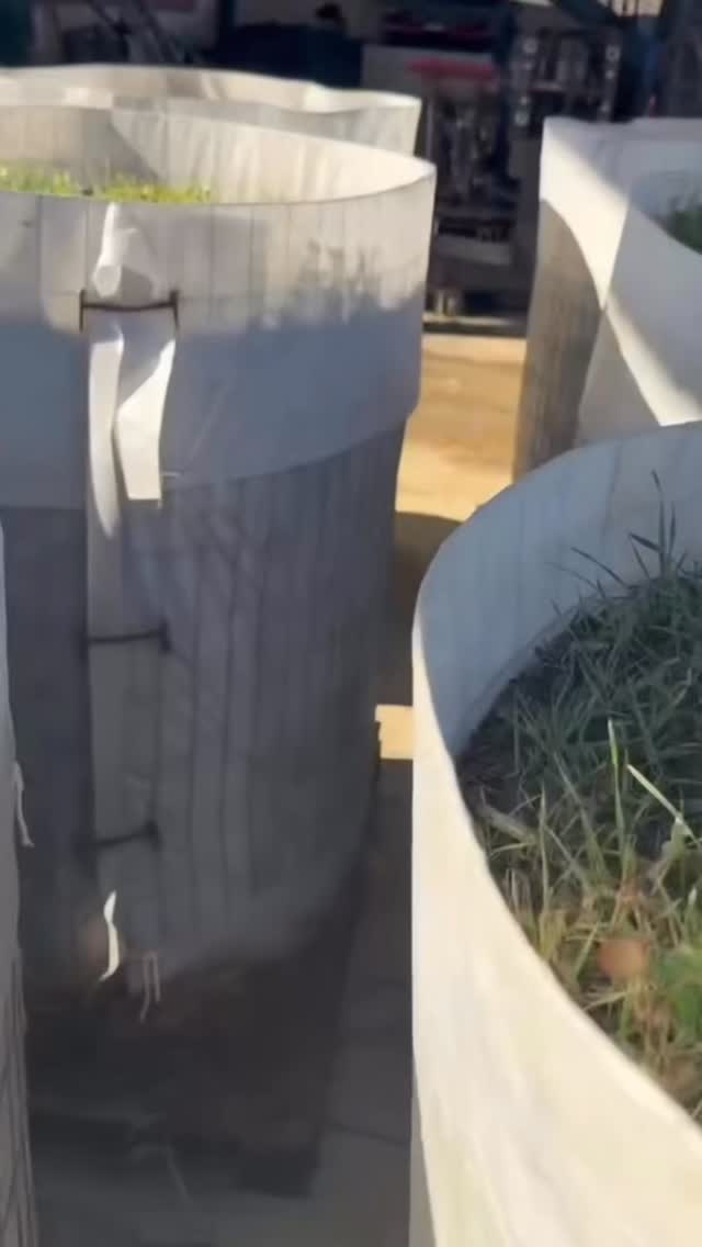 Weâre turning bamboo into living soil biology that will help you grow your healthiest garden yet!
Billions of beneficial microbes + biochar = stronger roots, better nutrient cycling, and soil that can finally support healthy, resilient plants.
Healthy soil isnât built with synthetic fertilizers, itâs built with GROZOME.
Start building your healthiest garden now! Link in bio.
#soilhealth #livingsoil #soilbiology #biochar #organicgardening