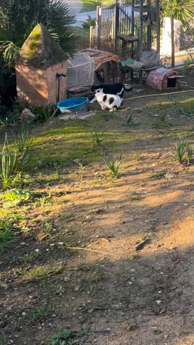 Twee katjes die beiden vorig jaar โhun allesโ verloren.
Sunny haar geliefde papa en Moustache zijn broer ๐ข
Ze rouwden, huilden en zochten.
Beiden vonden niet hun vaste plek in de kolonie,
maar leefden in de schaduw ervan.
Nooit voorop, altijd een beetje eenzaam, โachteraanโ.
Sunny riep, wachtte en zocht maandenlang naar haar papa.
Moustache leed in stilte.
Maar nu,
Sunny vond haar geliefde papa Achmed niet terug
en Moustache vond zijn lieve broer Batman niet terug,
maar ze vonden wรฉl elkaar ๐๐ป
Ik vermoed met een beetje hulp van boven ๐ซ๐
Gedeelde smart is halve smart
en samen kunnen ze de wereld weer aan โค๏ธ