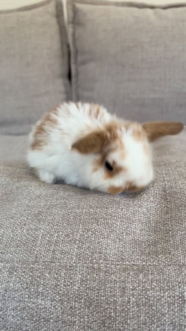 Introducing Olive and Winston’s babies! Meet Beau, Millie, Bugs and Lucky! ❤️🐰