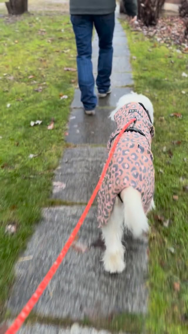 Secondo giorno di clinic con @massignan_p.h alla @scuderia_san_quintino 🐎
Una giornata che ha mostrato grandi progressi nel lavoro.
Più chiarezza, più fiducia, più equilibrio.
Il lavoro si è fatto più profondo e ogni coppia ha potuto fare un passo avanti, rispettando i tempi e il linguaggio del cavallo.
L’horsemanship è proprio questo:
ascoltare prima di chiedere,
creare basi solide,
lasciare che il cavallo partecipi al dialogo. 🐢
Un grazie sincero all’organizzazione e alla Scuderia San Quintino
per l’accoglienza, la disponibilità e l’energia di queste due giornate.
#secondogiorno #clinic #horsemanship #coaching
StefanoMassignan