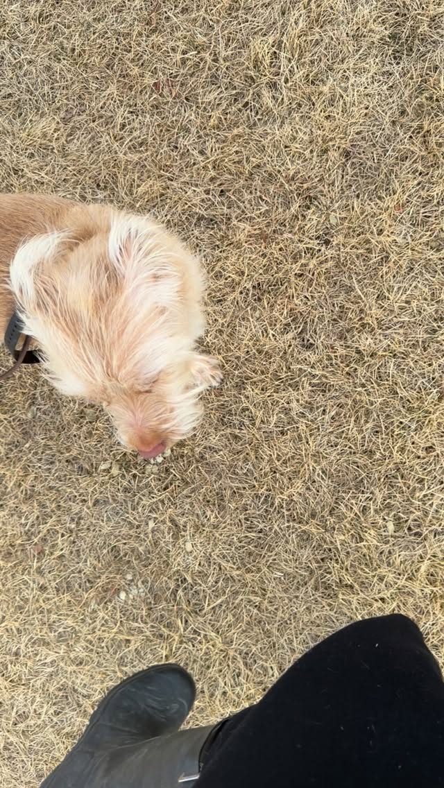 From biting strangers and displaying extreme leash aggression to being a serious flight risk with zero recall, Jack’s transformation has been nothing short of life changing. Through structured dog training, clear boundaries, and intentional confidence building, Jack learned how to regulate his nervous system, stay engaged with his handler, and move through the world with calm neutrality. Reactivity is not a personality flaw. It is a stress response rooted in fear, overarousal, and a lack of coping skills. By focusing on obedience foundations, leash communication, impulse control, and recall training, Jack went from unpredictable and unsafe to reliable, responsive, and included.
The freedom he now has access to matters deeply. Walks without chaos, public outings without fear, and a life where he is welcomed instead of managed. This is why we do what we do. Real behavior change creates safer dogs, calmer humans, and fuller lives together. I am so proud of Jack and the work his humans committed to showing up for every single day. 🙌🏼🐶🙌🏼
#DogTraining #DogReactivity #LeashAggression #AggressiveDogTraining #denverdogs