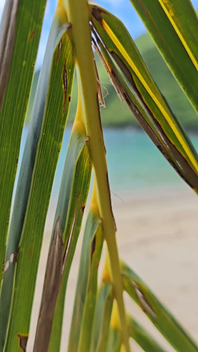 Discover Samana and all his natural treasures.
#luxuryboat #beach #whales #luxurytravel #dominicanrepublic