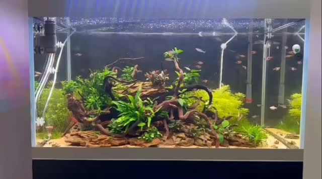 🌿 Altro acquario, stessa filosofia 🌿
Layout simile, ma con più legni e più rocce a dare carattere, profondità e rifugi naturali.
Un equilibrio tra hardscape deciso e piante che ammorbidiscono le linee, creando un ambiente vivo e maturo.
🪵🪨 Legni intrecciati, rocce strutturali e una gestione attenta fanno la differenza anche qui.
💬 Vuoi sapere come viene gestito o perché sono state fatte queste scelte di layout?
👉 Commenta e condividi nei commenti!
Hashtag di riferimento:
#juwelaquarium #acquariodolce #aquascapingitalia #acquariopiantumato
#hardscape legniepietre natureaquarium acquarioitalia
aquariumdesign fishtank plantedaquarium acquariocommunity
