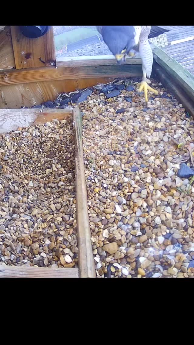 Intruder! Our resident female Peregrine Falcon at Lister Mills alarm calls at what is likely another female Peregrine intruding on the territory
#peregrine