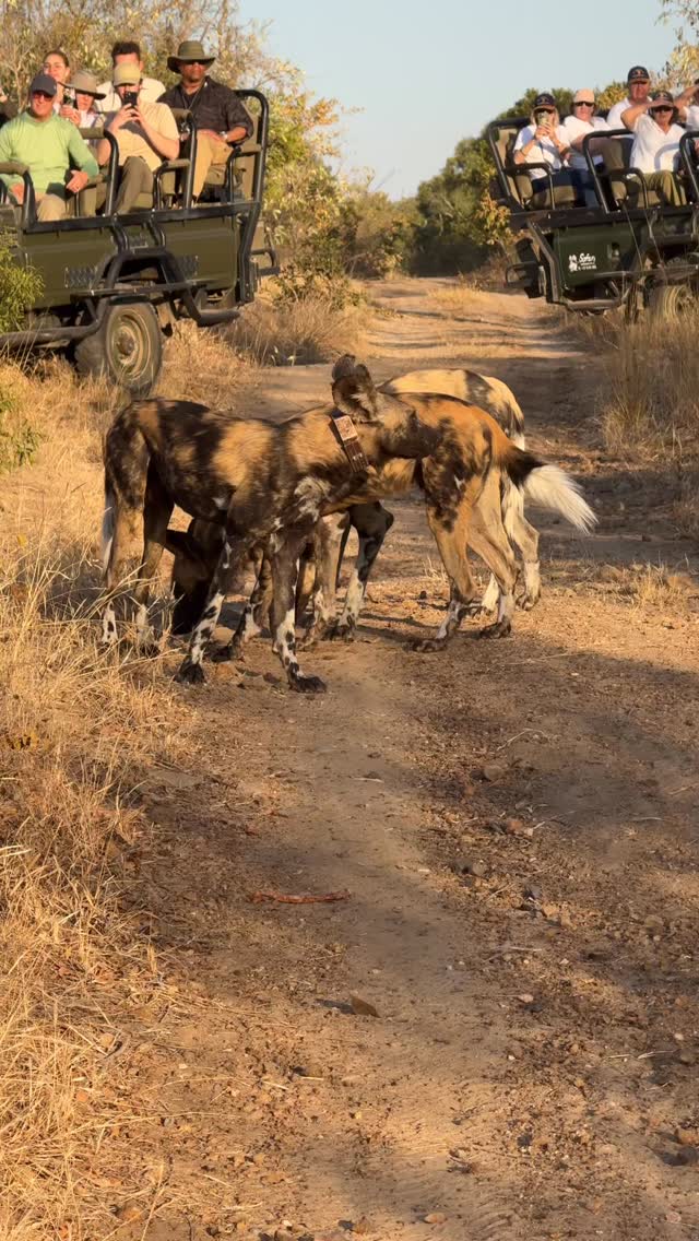 African wild dogs might look playful, but they rely completely on the pack.
Big ears, long legs, and serious teamwork. From hunting to raising pups, everything they do is about staying connected.
When you’re lucky enough to spend time with them, you really see how strong that bond is
Have you ever seen wild dogs in action?
#safari #africansafari #wildlifeofsa #wildlifesafari #wildlifeofinstagram krugernationalpark thornybushgamereserve luxurysafari luxurysafarilodge travelsouthafrica southafricasafari big5 conservation thisissouthafrica soulful_moments wildlife