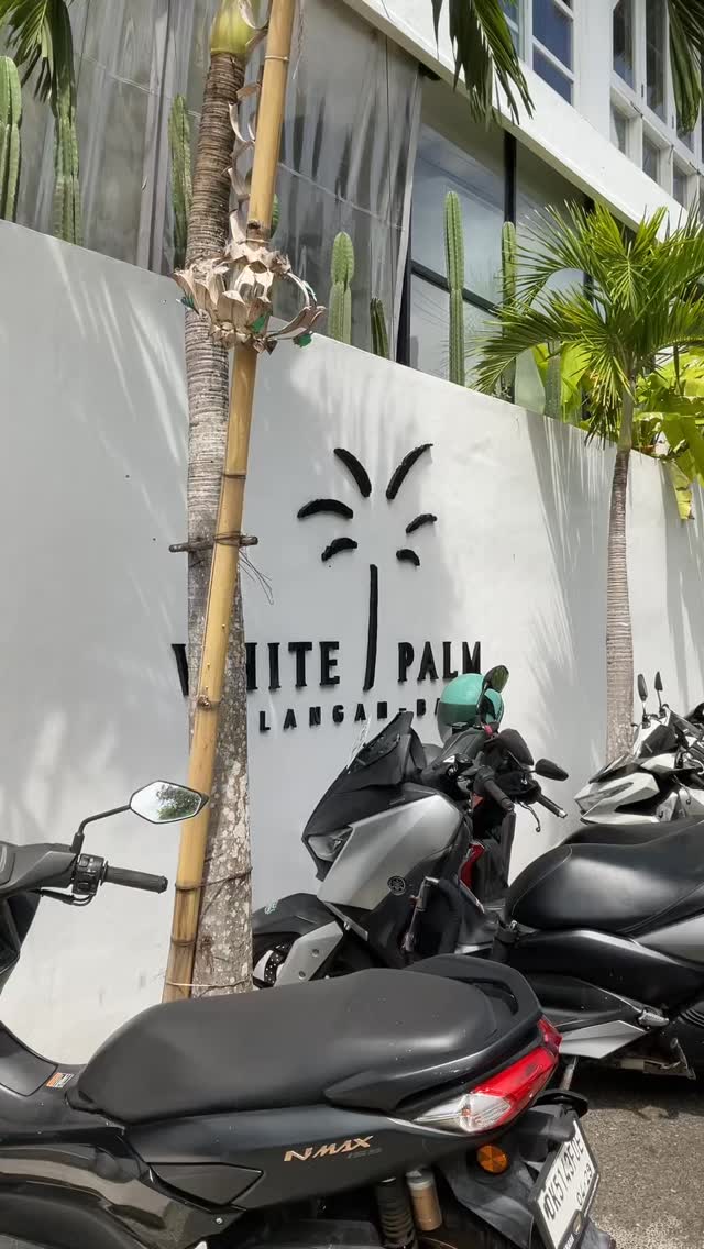 Let us explain to you, what is White Palm. Stay tuned and wait for more so you know what are we and why you should stay with us!