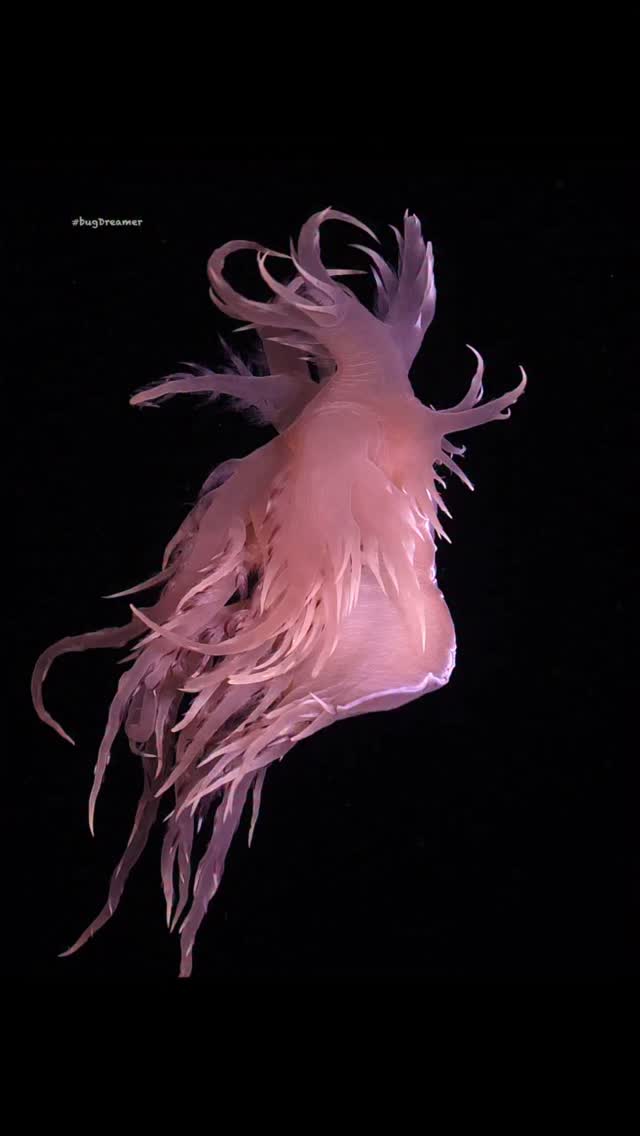 Into the Black Ocean
A giant nudibranch through the dark water. Its glowing body ripples like silk. This bright, quiet wonder floats alone in the deep, where the sun barely shines.
Filmed by Marcelo Johan Ogata #bugdreamer
#underwater #black #nudibranch #seacreatures