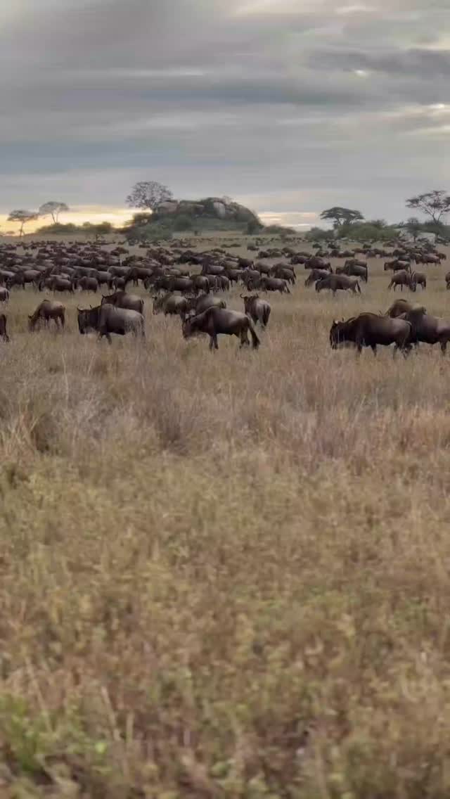 To witness this journey of thousands and story of survival;
Dm @wenzi Call Whatsapp: +255769992291
Email info@wenzitravel.com
Website: wenzitravel.com
