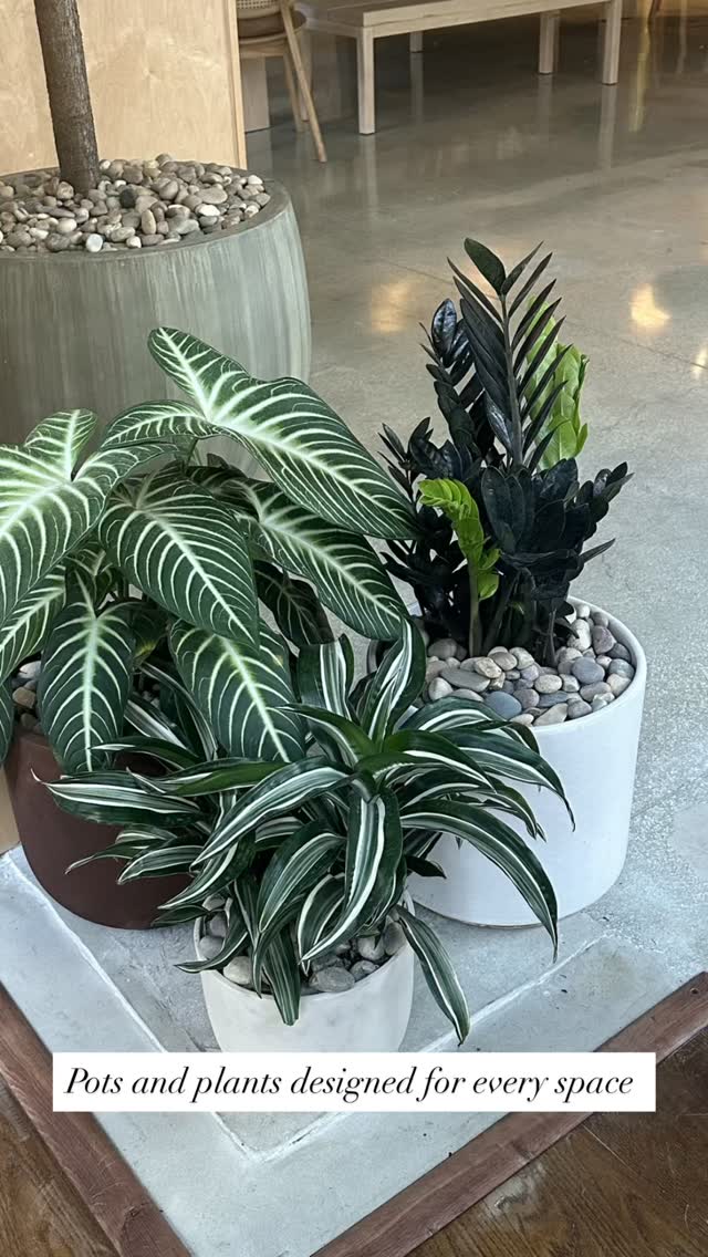 Live plants bring interiors to life and thoughtfully chosen planters turn them into statement design elements. #potsandplants #interiorplantdesign #designinspiration #miamilandscapedesign