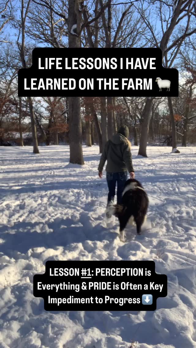 It’s well known that those big beautiful dogs you see in pictures of farms & ranches, dotting pastures & scaling mountainsides, are one of the most challenging aspects of raising livestock. Livestock Guardian Dogs (LGDs) have lived & worked alongside humans for thousands of years, but don’t expect the customary master-canine relationship that most modern, domestic dogs offer.
Funny as it sounds, I refer to my LGDs as colleagues. We have a shared objective: keep the sheep safe. In this pursuit they work long hours under challenging conditions. They are loyal & faithful to a fault, but this can quickly shift to stubborn & belligerent if they feel the shepherd’s approach is wrong, or they decide they don’t wish to play along. This can be challenging. They can outweigh their humans.
LGDs have a wide variance of recall & many will blithely continue in the direction they’re headed with zero observance of commands. This can be an annoyance in wide open terrain, or terrifying if it’s near busy roads. I’ve worked really hard to teach mine to respect my recall. I tried many approaches, beguiling to stern, but it wasn’t achieved through repetition, or me being the authoritative ‘boss’. That would have pushed my LGD away. If he senses he’s being pushed, he can grow very stubborn.
So instead when I noticed that he appeared to like to walk on a leash because he was walking me… I went with it. I encouraged it, called him from across a field, & verbally supported the idea that he was calling the shots, & returning me to my job instead of vice versa. It may sound crazy, but it worked. We seldom have stand offs & his recall is strong.
This last time Quixote was ‘returning’ me to the pasture, I thought how effective this approach is in all areas of life: relationships, parenting, work.
How many times do we fall prey to having ‘to win the battle’, or ‘be in charge’, when in reality, shifting our perceptions to empower someone else, to allow more participation & input, with less pride & authority, can change the narrative & prioritize progress?
#livestockguardiandog #shepherdess #homesteadlife #livestockguardian #dogsofinstagram #loyaldog #ruralliving #sheepfarm