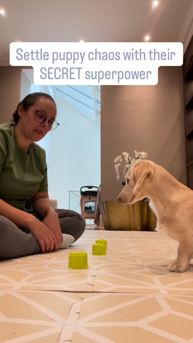 A 10-l minute nose work game mentally satisfies a puppy.
Pearl is learning one of the most powerful tools for puppy brains.
Pearly has to use her NOSE to sniff out the food, then indicate it to get the treat.
This game is for 🧠 Mental stimulation !
10 minutes of nose work satisfies their brain because
Dogs have 300 million scent receptors (we have 6 million).
Pearly has to slow down, think, and problem-solve instead of just reacting.
It good for :
☑️ gain confidence
☑️ Prevents destructive behaviour
☑️ Builds focus and impulse control
Got a puppy who won’t stop? Stop trying to tire them out physically. Give their BRAIN a job instead.
Drop a 👃 if you’re going to try this with your pup!
