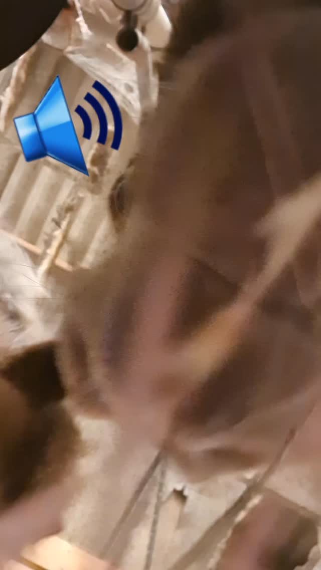 🐴 Dans la peau d'une brindille de foin 🌾
#poney #ferme #agriculture #ain #bourgogne
@region_auvergnerhonealpes