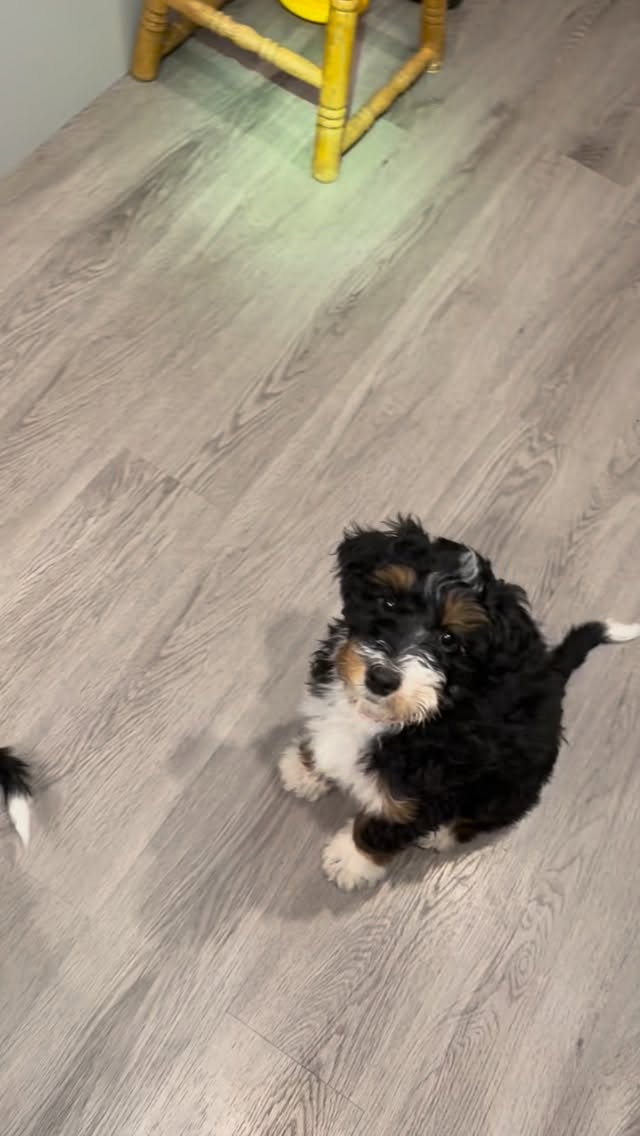 Introducing ‘Basil Orion’!!! This sweet, gentle hearted boy will be our first multigenerational Aussie mountain doodle stud (pending structural testing when he’s grown). He comes from fully health tested lines for generations so we expect him to pass with flying colours. Thanks you @scallywagdoodles for sharing this lovely boy!
#australianmountaindoodle #aussiemountaindoodle #gorgeous