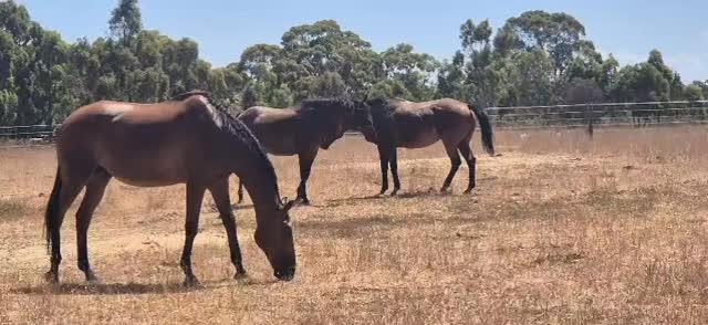 When the horse you just treated forgot to cancel his play date.
#equinemassagetherapist #equinemassage #horsemassage #energyhealing #cranialsacraltherapy #horseplay #woofandhoofwellness #macedonranges