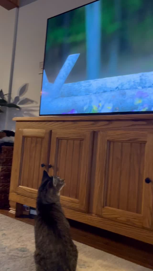 Winter said nope ❄️ so Delilah’s watching Bird TV for some indoor enrichment 🐦📺
#catsitter #richmondindiana #centervilleindiana
