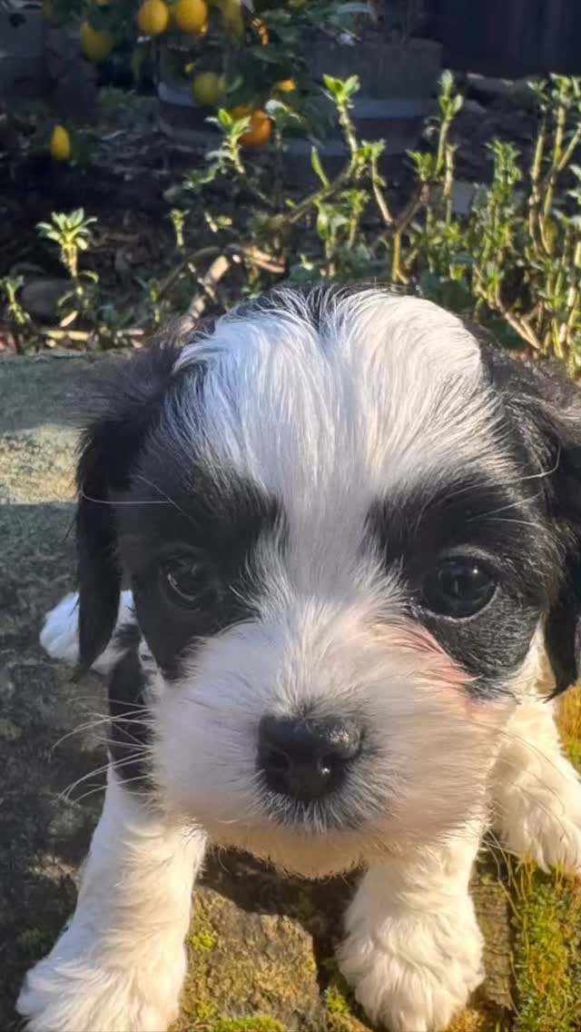 Have you seen our gorgeous black and white Cavapoos? 🖤🤍
We have two male pups, and their personalities are off the charts—full of spunk, charm, and the kind of energy that brings the whole house to life.
Winter is such a special time to bring home a puppy. Cooler temperatures, quieter schedules, and more time at home make it the perfect season to bond and begin creating your furever family.
Interested in learning more about these sweet boys?
✨ Contact us for details ✨
.
.
.
#cavapoos #fureverfamily #cavapoopuppy #bondingtime #tinkerpups