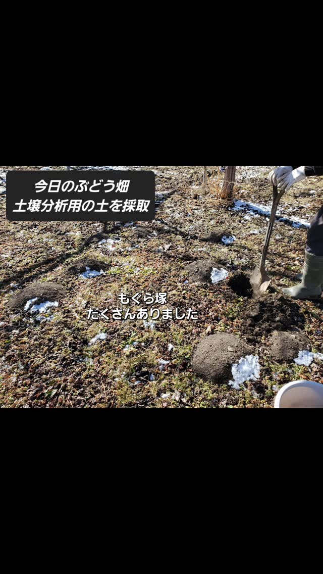 #土壌分析 #凍るタオル #大寒波
