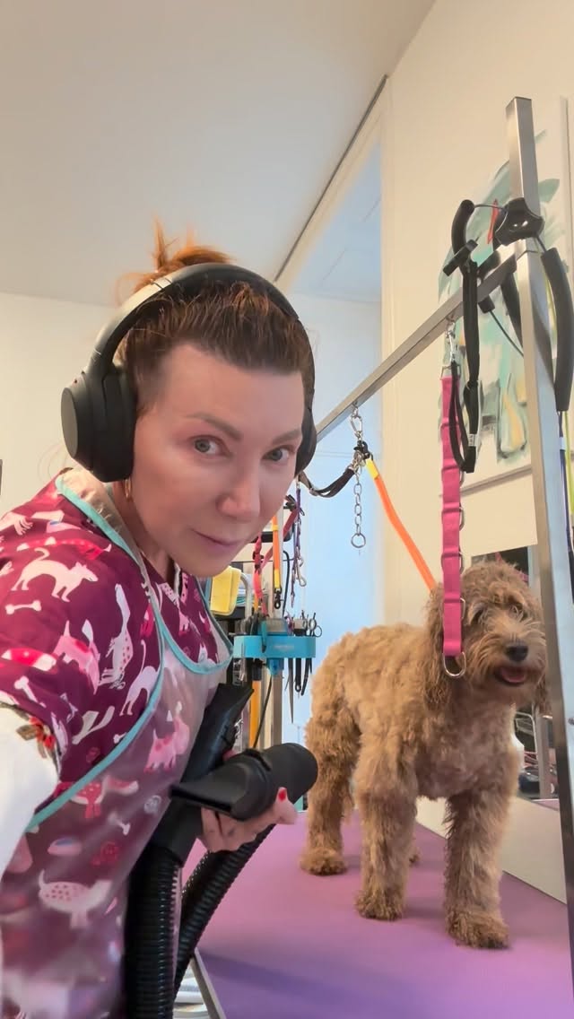 #hundesalon #luzern #hundesalonluzern #schweiz #labradoodle