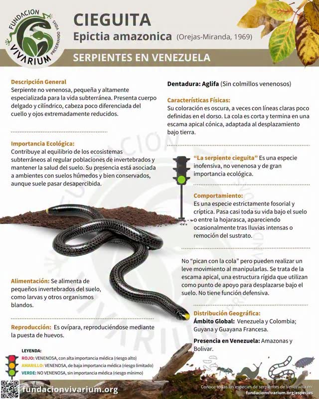 🐍 Muchos creen que “pica con la cola”.
No es cierto.
Epictia amazonica es una de las llamadas serpientes ciegas de Venezuela.
Pequeña, subterránea y completamente inofensiva.
En la punta de su cola posee una escama apical.
No es un aguijón.
No es veneno.
👉 ¿Entonces para qué la usa?
Descúbrelo en nuestra web.
📘 Nueva especie en nuestra colección “Serpientes en Venezuela”
Incluye infografía descargable para aprender y coleccionar.
https://fundacionvivarium.org/especie/epictia-amazonica
#VivariumEduca #SerpientesDeVenezuela #fundacionvivarium #EducaciónAmbiental #Venezuela