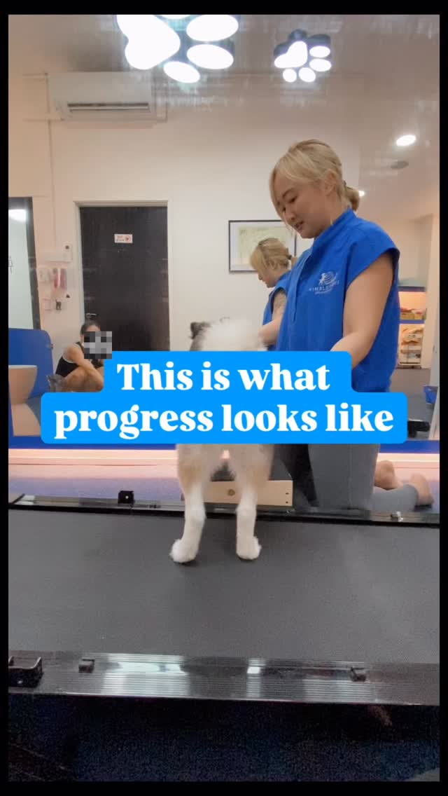 Progress isn’t always louder or heavier — sometimes it’s cleaner.
Less compensation. Better control. Same task.
That’s real rehab progress. 💪🧠
#nimblepawspet #caninerehab #movementmatters #nimblepaws #petwellness