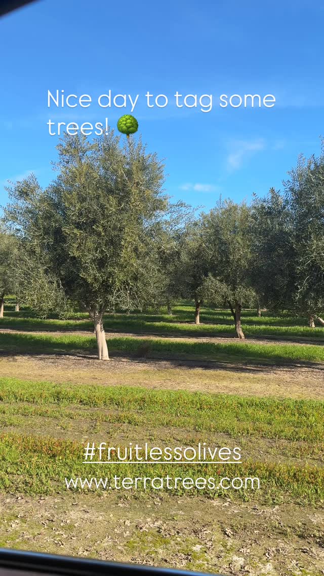 Field-Dug Fruiting and Fruitless Olive Trees available for delivery anywhere in California: www.terratrees.com
#landscapecontractors
#architects
#landscapearchitects
#generalcontractors
#gardendesign
#napavalleygardens
#nurseries
#treesales
#mediterraneangardens
#olivetrees
#landscape
#winecountrygardens
#field-dug-trees
#fruitlessolives
#ASLA