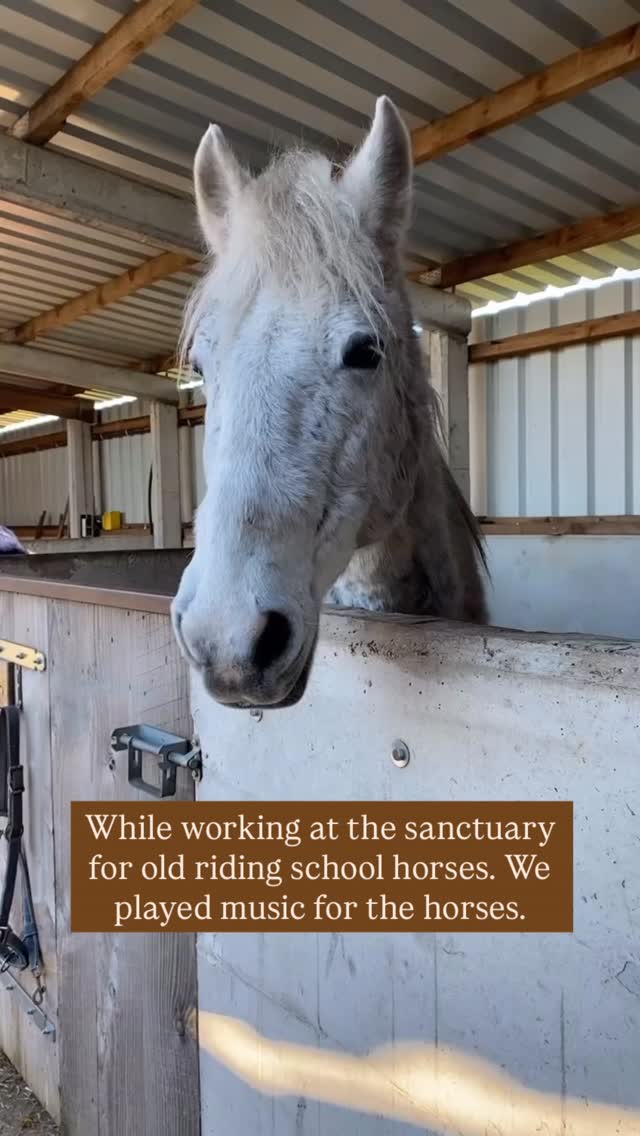 Horses experience emotions, they build trust, relationships, they grief and experience emotional health and pain. And at the end of their lives, they share their wisdom and stories with others 🙏 that is one of the reasons working at sanctuaries is not only healing for the hoses, but for the participants as well. ❤️
#horses #rescuecenter #sanctuaries #horse #healingwithhorses #animalcommunication #heartcoherence #horsewelfare #horsestories #emotion #energywork