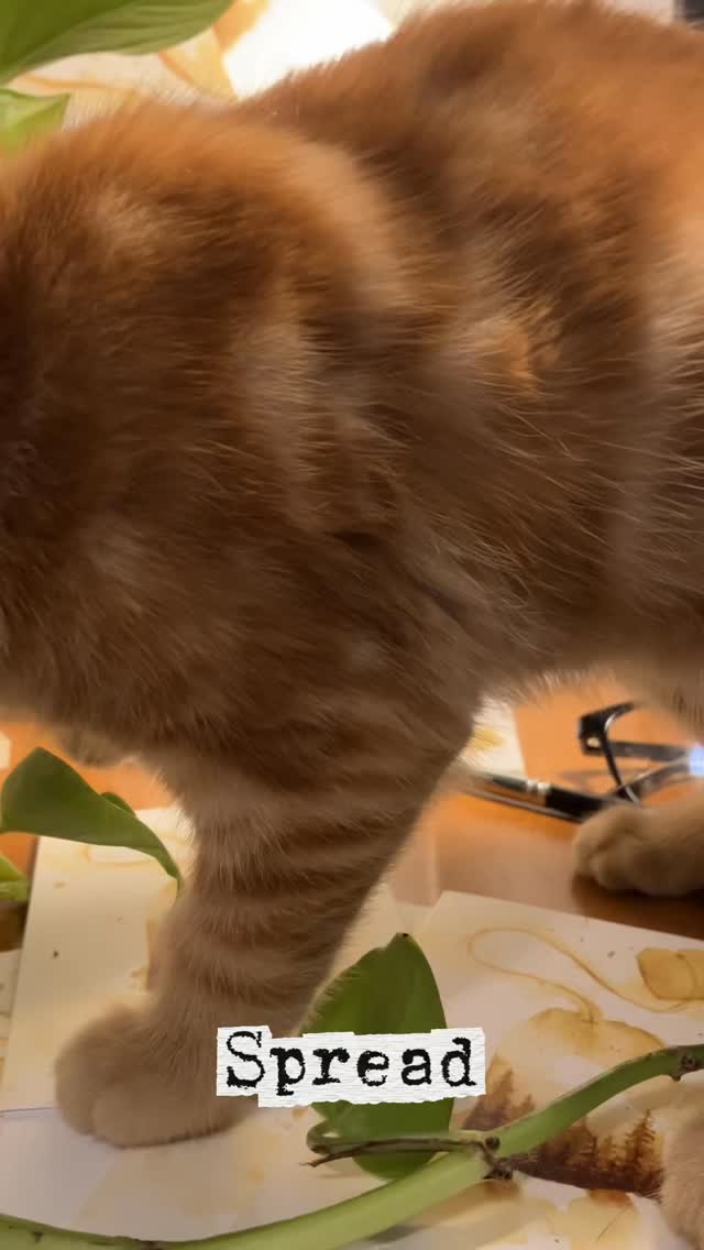 Tea, trees, and cats who think they run the studio.
My new pine‑tree notecards are live — perfect for nature lovers, tea drinkers, and cozy‑living kindred spirits who love sending a little bit of analog calm into a bustling world.
So who would you send a tiny forest to 🌲
If these little Pine Tree Tea notecards feel like something you’d love to send or gift, you can find them tucked into my Etsy store — link in bio. #watercolorartist #natureillustration #etsyartist #forestinspired #notecards #cozystudio #artreels #teainspired #studiocat #plantsathome #adventurineartstudio #etsyfinds #handmadegifts