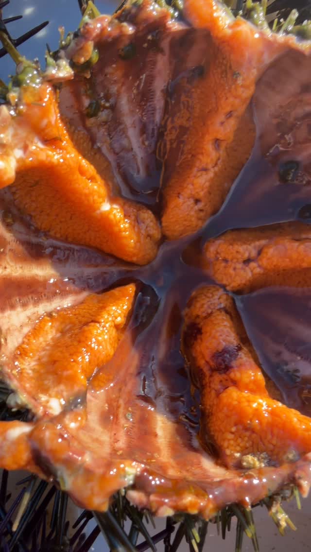 Una historia de amor con el Mediterráneo 🌊
Erizos frescos y el Peñón de Ifach como testigo.
📍 Benissa
#restaurant #coralbeach #foodie #clubnautico #puerto