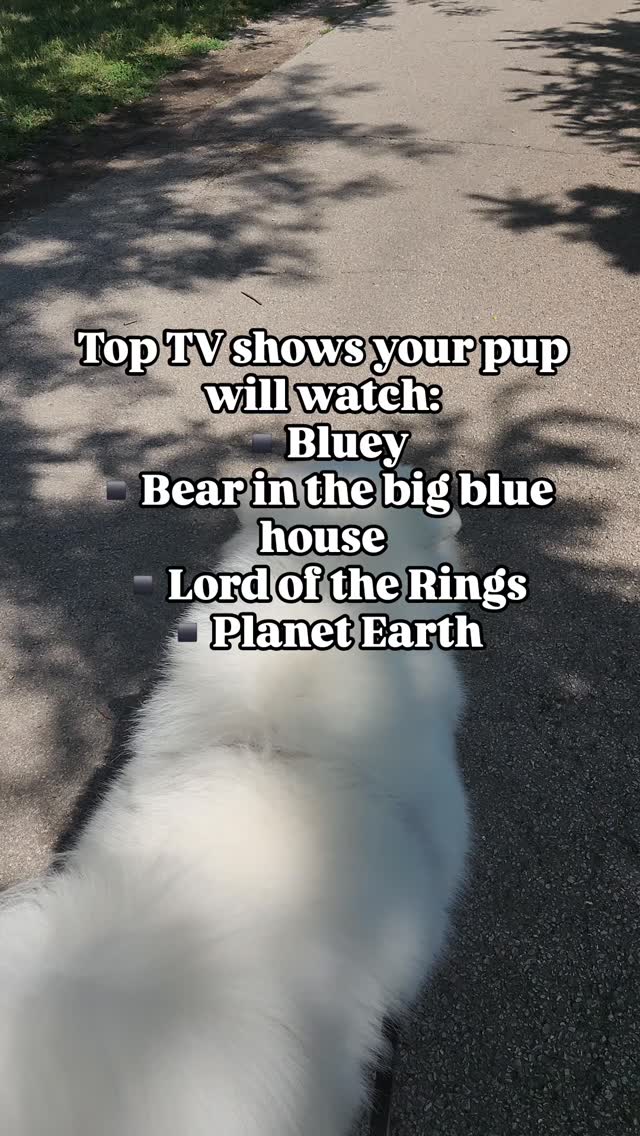Dogs can absolutely watch TV 📺
Shows that have a lot of movements or bright colors can hold their attention
Does your pup watch TV?