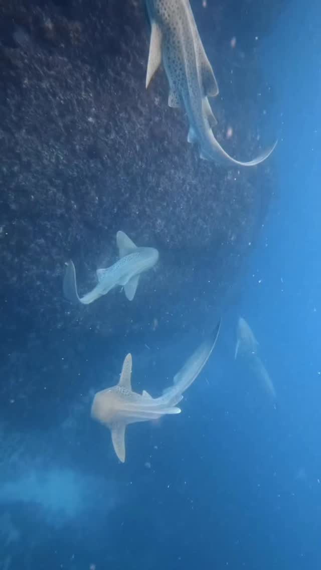 Never experienced anything like this, leopard sharks for days. 🐆
Had to post this one in landscape, vertical doesn’t do justice to how many leopards we were diving amongst.
📸 Onboard @wildbyronseasafaris