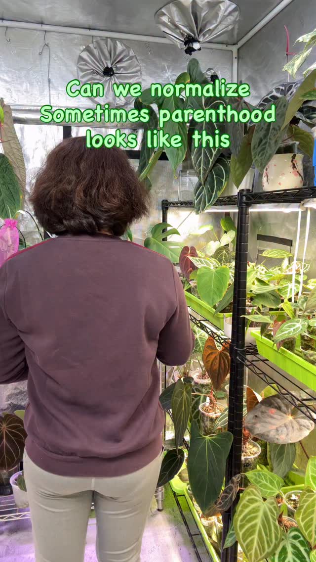 Where are my plant parents are???
Do you baby your plants? Or throw them in a box and let them learn street life?
We want to know what is your baby plant of this week? You know, the one that needs extra care and attention. Let us know below, maybe we can help each other 🙏
#plantparenthood🌱 #plantlife #anthuriumnseportillae #plantcommunity #planthumor #plantparenting #plantsmakepeoplehappy #plantrehab