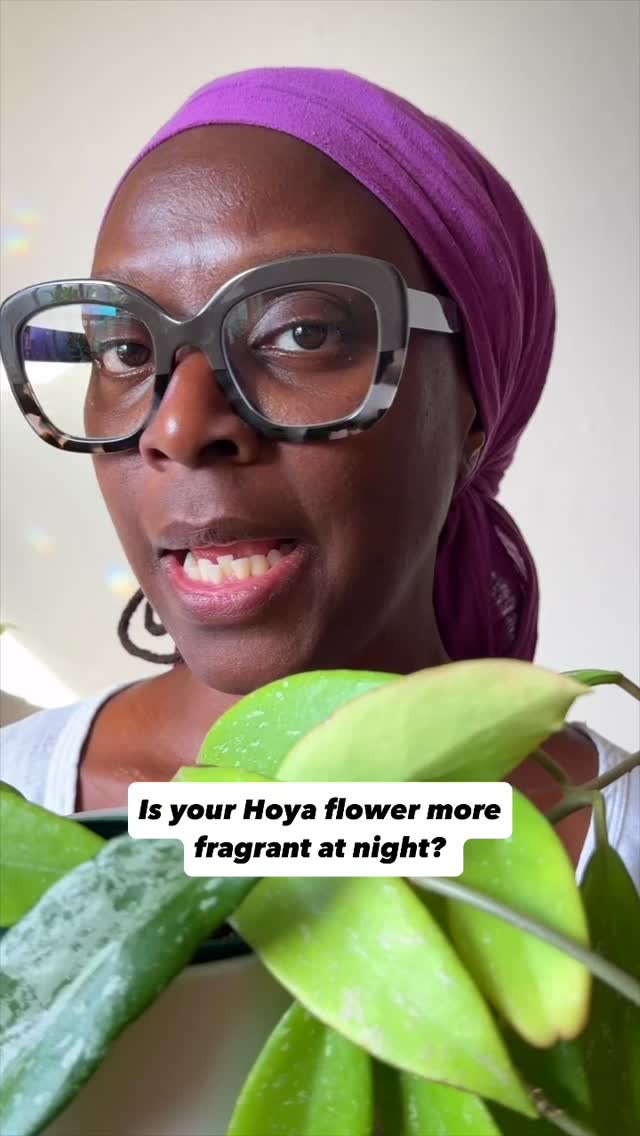 🌙✨ Ever wonder why your Hoya flower turns up the volume on her perfume after dark?
She’s not being dramatic, she’s doing what she’s always done. Many Hoya flowers release their strongest scent at night to call in their pollinators, the ones who move through the world under moonlight.
#HoyaLove
#BotanicalWisdom
#HouseplantEducation