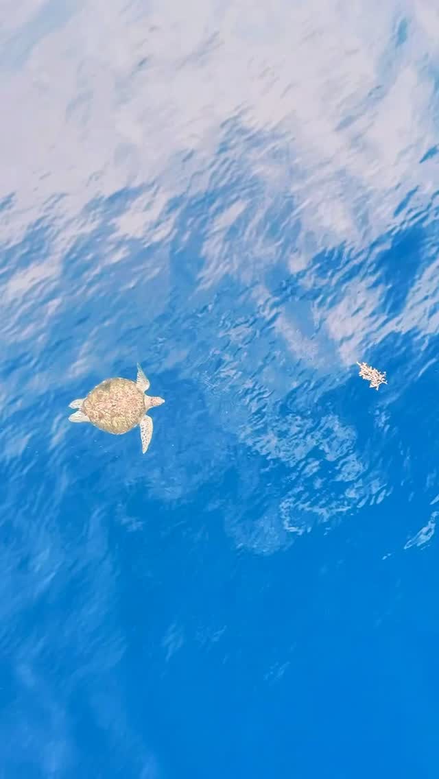 Our swimming pool is currently under construction to make it even better for our Guest.
But nature already offers something truly spectacular right here at our shore.
- Constant turtle sightings
- A bit of luck might reward you with a whale shark encounter
- Vast coral formations teeming with life
and full of wonderful marine biodiversity
Enjoy unforgettable activities straight from the beach:
🤿 Snorkeling in crystal-clear waters
🚣 Kayaking along the coastline
🏄 Paddle boarding with stunning views
🤿 One of the best place for shore-entry scuba diving experiences.
For bookings & inquiries:
Email: diveandstay@southseasbrdc.com
Whatsapp: +63 956 305 1200
.
.
.
.
#diveinsouthseas
#familyadventures
#housereefcafeandbar
#diveintoadventure
#UnderwaterAdventures
lovethephilippines ssbrdc santander cebu philippines santandercebu staytasteenjoy dive snorkel seac divesouth divecebu divephilippines adventure islandlife itsmorefunincebu travel moalboal sardine