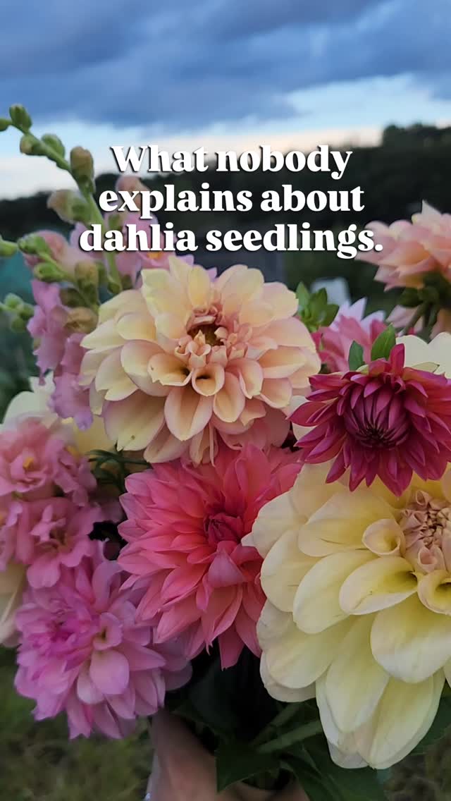 Commercial dahlia seed is grown for speed and scale â not beauty. Collected from open-centred dahlias.
We grow ours slowly, from selected parents, in small batches, reconfiguring our seed selections, to improve the results year on year.
If this kind of growing speaks to you, youâre very welcome here. đ±