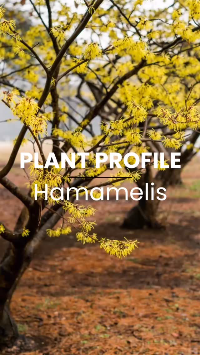Hamamelis, aka witch hazel, is a fantastic choice for adding vibrant colour and fragrance to the garden during the quieter winter months. Its delicate, ribbon-like flowers bring seasonal interest and elegance to any landscape.
Hamamelis thrives in well-drained soil with plenty of sun or partial shade. Use it as a focal point or incorporate it into a mixed border alongside early-flowering snowdrops or evergreen shrubs for added texture and contrast.
Featured Varieties:
‘Goldcrest’: A newer cultivar with vibrant golden-yellow flowers and a compact growth habit, ideal for smaller spaces.
‘Jelena’: Coppery orange flowers and fiery autumn foliage make this variety a standout in every season.
‘Diane’: Deep red flowers provide a striking contrast against the winter landscape.
‘Pallida’: A classic choice with luminous primrose-yellow flowers and a sweet fragrance that brightens even the dullest days. Make sure you watch until the end to see this beauty in situ @wakehurst_kew Winter Garden, the perfect spot for it, right next to a bench so you can sit and take in its gorgeous scent!
⸻
ABOUT: Joe Perkins Design is a multi-award-winning landscape design consultancy, creating innovative outdoor spaces that celebrate the environment, wildlife, and biodiversity. Working across the UK and internationally, we partner with clients who share our passion for sustainable and visionary design. Discover more about our work at: www.joeperkinsdesign.com